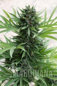 Sour Diesel Auto - HUMBOLDT SEED