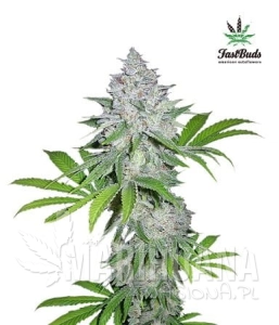 Californian Snow Auto - FASTBUDS