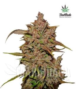 Crystal Meth Auto - FASTBUDS