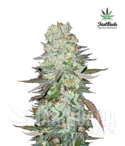 G14 Auto - FASTBUDS