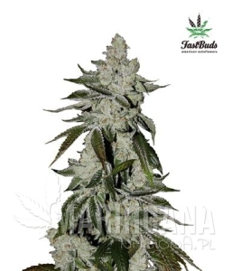 Girl Scout Cookies Auto - FASTBUDS