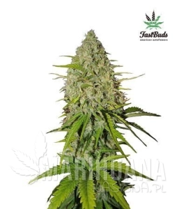 Grapefruit Auto - FASTBUDS