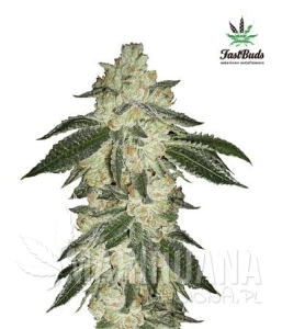 Green Crack Auto - FASTBUDS