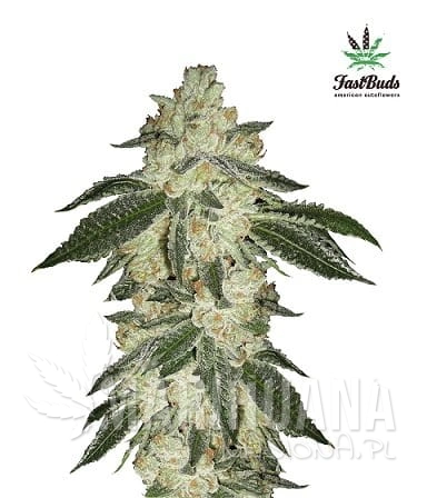 green_crack fb.jpg