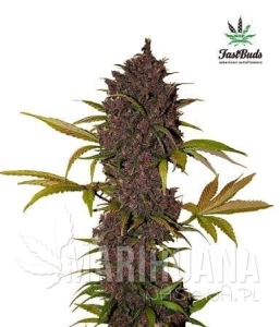 LSD-25 Auto - FASTBUDS