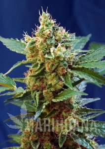 Cream Mandarine XL Auto - SWEET SEEDS