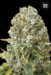 Moby Big - BULK SEED BANK