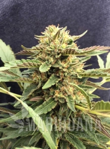 CBD Therapy - CBD CREW