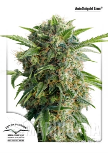 Auto Daiquiri Lime - DUTCH PASSION