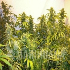 Black Samba SuperAuto - FLASH SEEDS