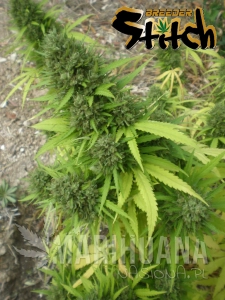 Copacabana SuperAuto - FLASH SEEDS