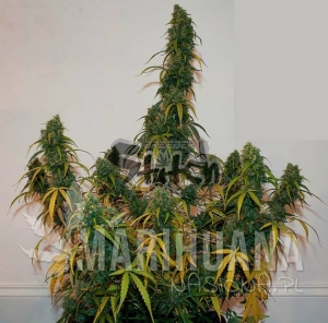 Formula One Auto - FLASH SEEDS