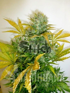Kush Van Stitch Auto - FLASH SEEDS