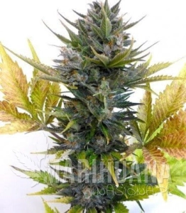 Jet 47 Auto - FLASH SEEDS