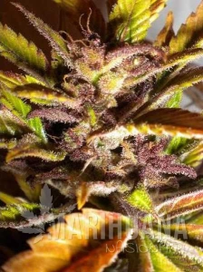 Purple Mazar Auto - FLASH SEEDS