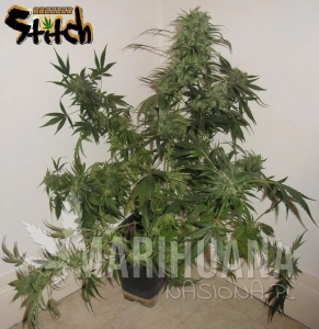 Russian Haze Auto - FLASH SEEDS