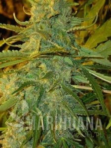 Nirvana Sky Auto - FLASH SEEDS