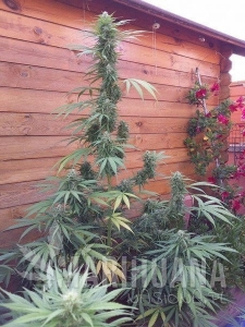 Missile 33 SuperAuto - FLASH SEEDS