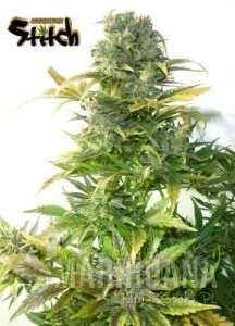 Stardust Auto - FLASH SEEDS
