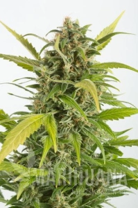 Haze Autoflowering CBD - DINAFEM