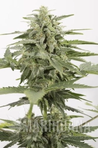 Industrial Plant Autoflowering CBD - DINAFEM