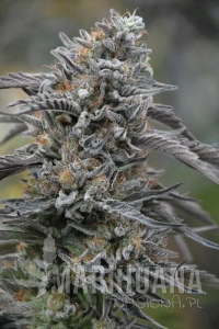 Black D.O.G. - HUMBOLDT SEED