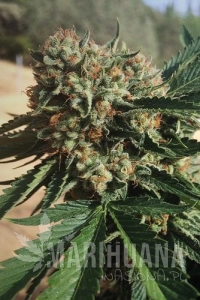 Sapphire OG - HUMBOLDT SEED