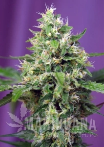 Blow Mind Auto - SWEET SEEDS