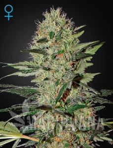 Exodus Cheese Auto CBD - GREEN HOUSE SEEDS