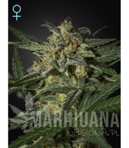 White Widow Auto CBD - GREEN HOUSE SEEDS