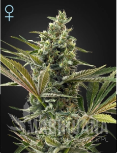 Super Lemon Haze Auto CBD - GREEN HOUSE SEEDS