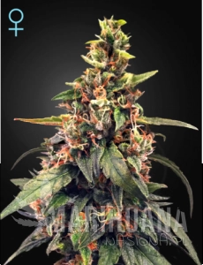 Great White Shark CBD - GREEN HOUSE SEEDS