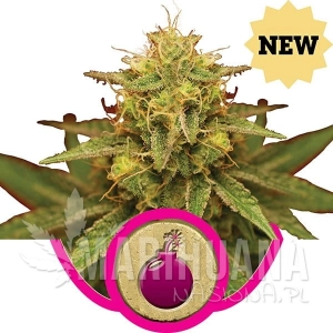 Royal Domina - ROYAL QUEEN SEEDS