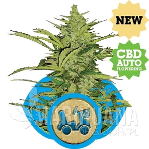 Fast Eddy CBD Auto - ROYAL QUEEN SEEDS