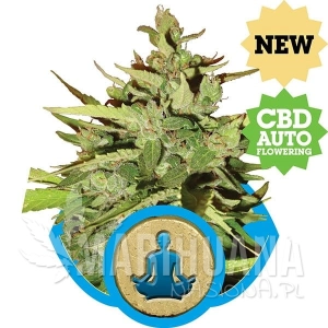 Stress Killer Auto CBD - ROYAL QUEEN SEEDS