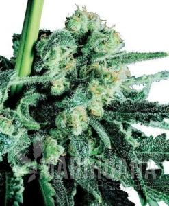 Sensi Skunk® - SENSI SEEDS