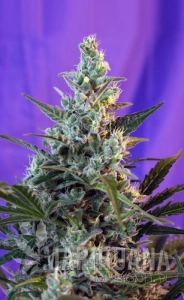 Sweet Skunk Fast Version - SWEET SEEDS