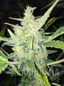 White Widow x Big Bud Auto - FEMALE SEEDS