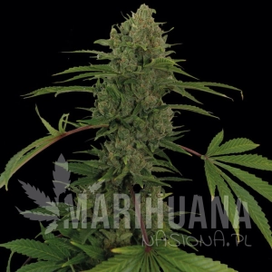Critical Kush Auto - BARNEY’S FARM