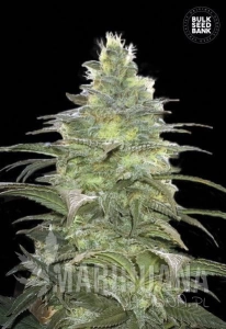 Blueberry Berry - BULK SEED BANK