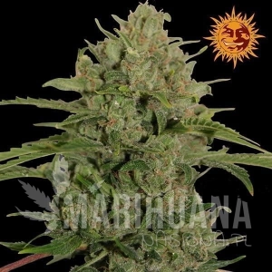 Triple Cheese - BARNEY’S FARM