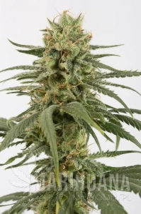 Amnesia CBD - DINAFEM