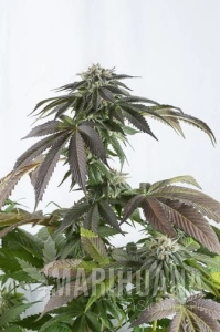 Bubba Kush CBD - DINAFEM