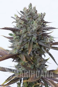 Purple Orange CBD - DINAFEM