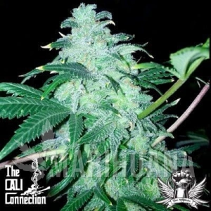 22 - THE CALI CONNECION