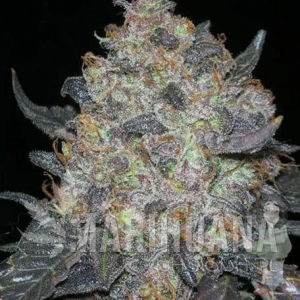 Black Water - THE CALI CONNECION