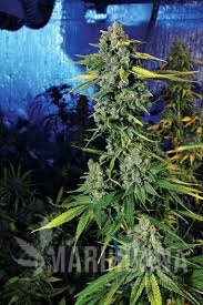 3019004969947c21cbc92ce91b952e5878b7ee7f