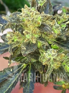 Boss Hogg - THE CALI CONNECION