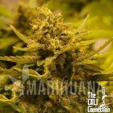 CBD OG - THE CALI CONNECION