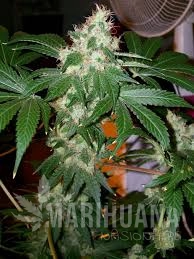 Chem Valley Kush - THE CALI CONNECION